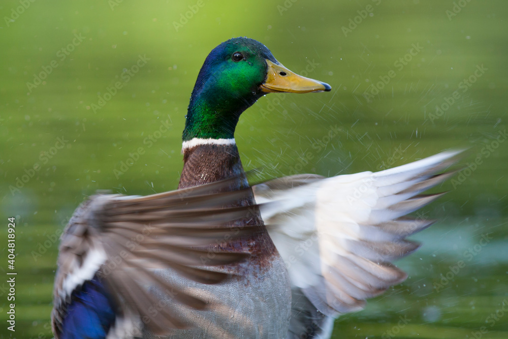 Fototapeta premium Wilde Eend, Mallard, Anas platyrhynchos