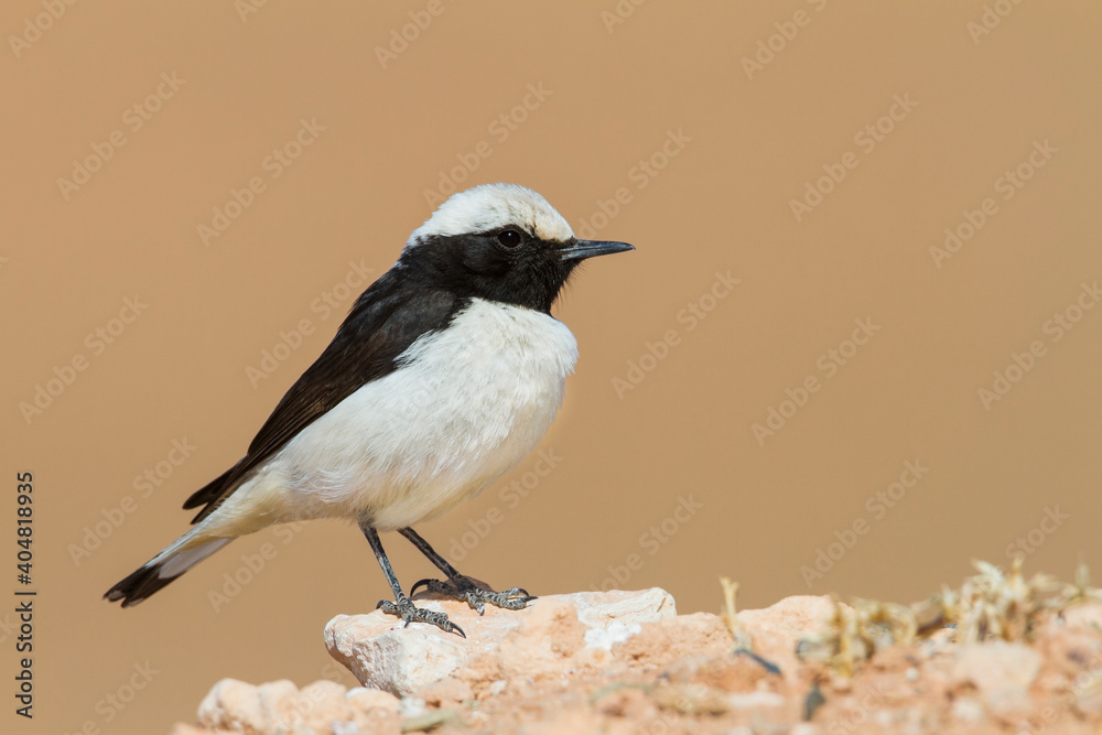 Westelijke Rouwtapuit, Western Mourning Wheatear, Oenanthe halophila Westelijke Rouwtapuit, Western Mourning Wheatear, Oenanthe halophila