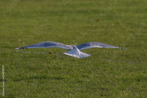 bird in flight