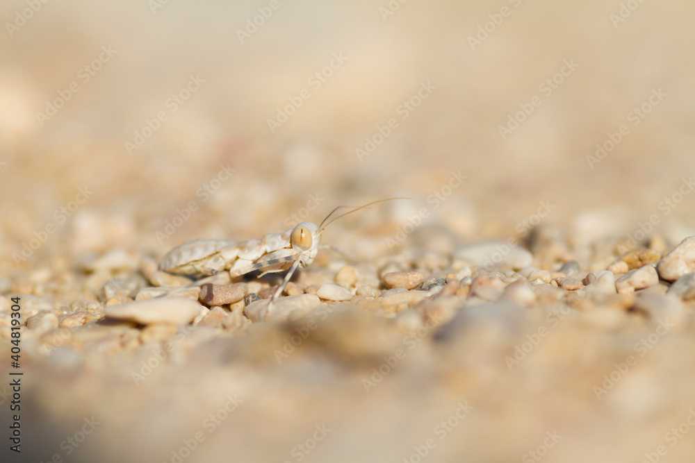 Mantis, Oman, Larvae