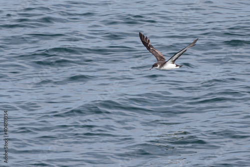 Noordse Pijlstormvogel, Manx Shearwater, Puffinus puffinus