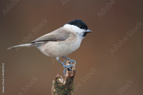 Glanskop, Marsh Tit, Poecile palustris palustris