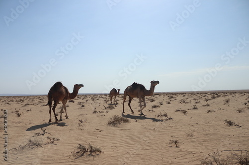 wild camels in the Sahara Desert