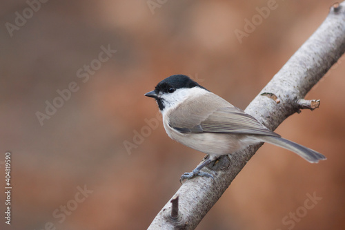 Glanskop, Marsh Tit, Poecile palustris palustris photo