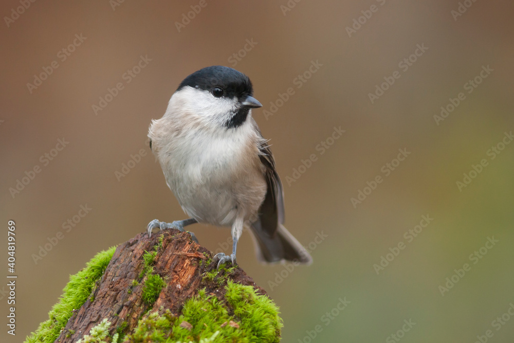 Fototapeta premium Glanskop, Marsh Tit, Poecile palustris palustris