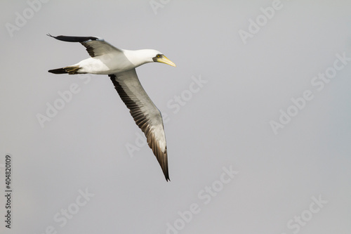 Masked Booby, Sula dactylatra