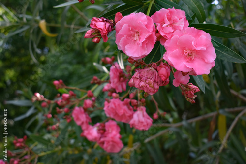Oleander branch with flowers