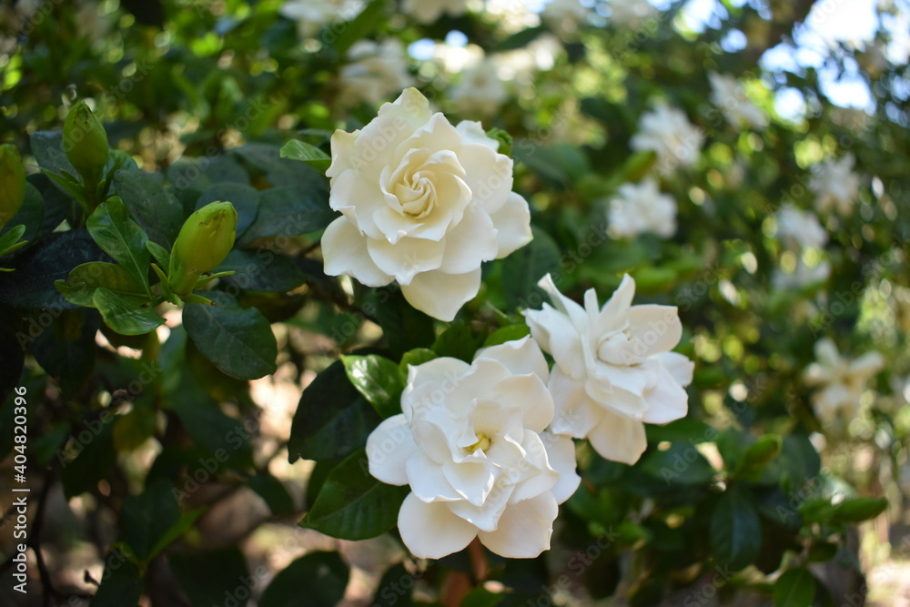 White rose flowers White rose flowers