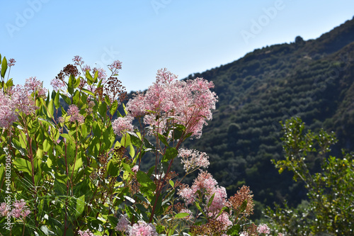 ceanothus sanguineus