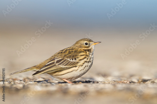 Graspieper, Meadow Pipit, Anthus pratensis pratensis