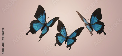 3d illustration of three Ulysses butterflies isolated on background photo