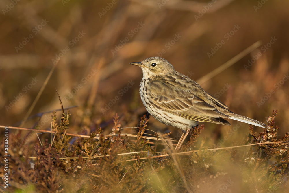 Graspieper, Meadow Pipit, Anthus pratensis pratensis Graspieper, Meadow Pipit, Anthus pratensis pratensis