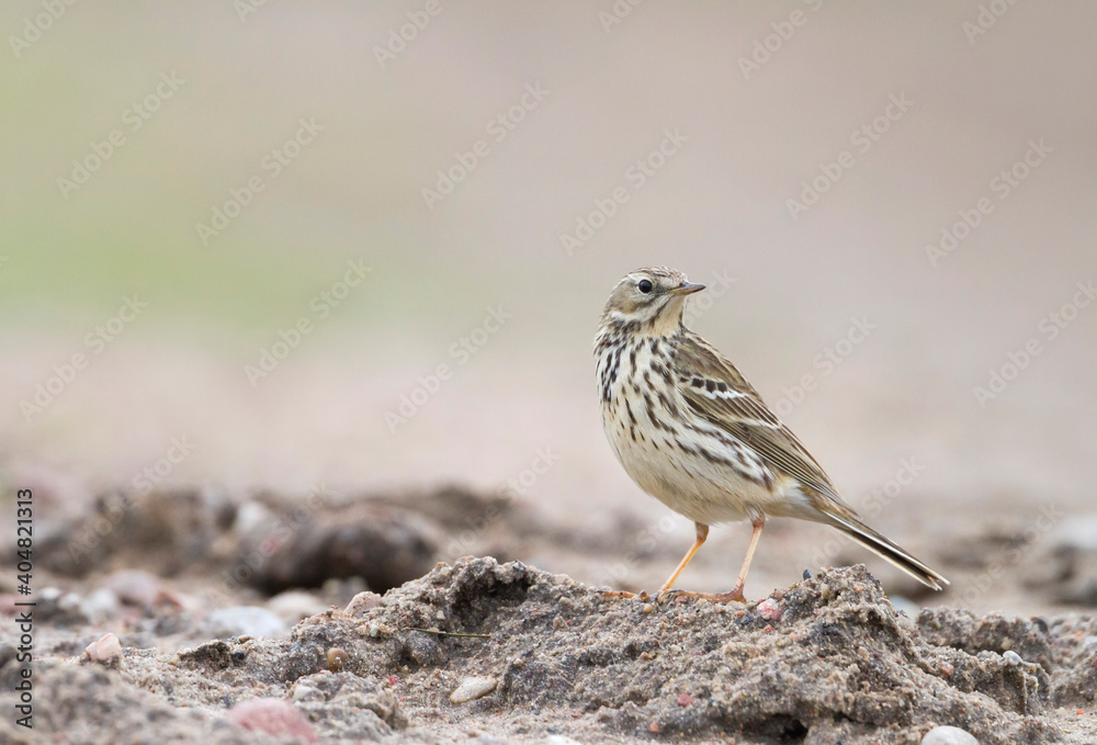Graspieper, Meadow Pipit, Anthus pratensis Graspieper, Meadow Pipit, Anthus pratensis