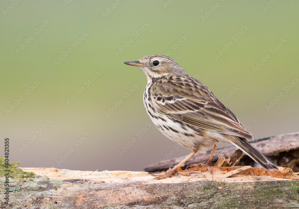 Graspieper, Meadow Pipit, Anthus pratensis Graspieper, Meadow Pipit, Anthus pratensis