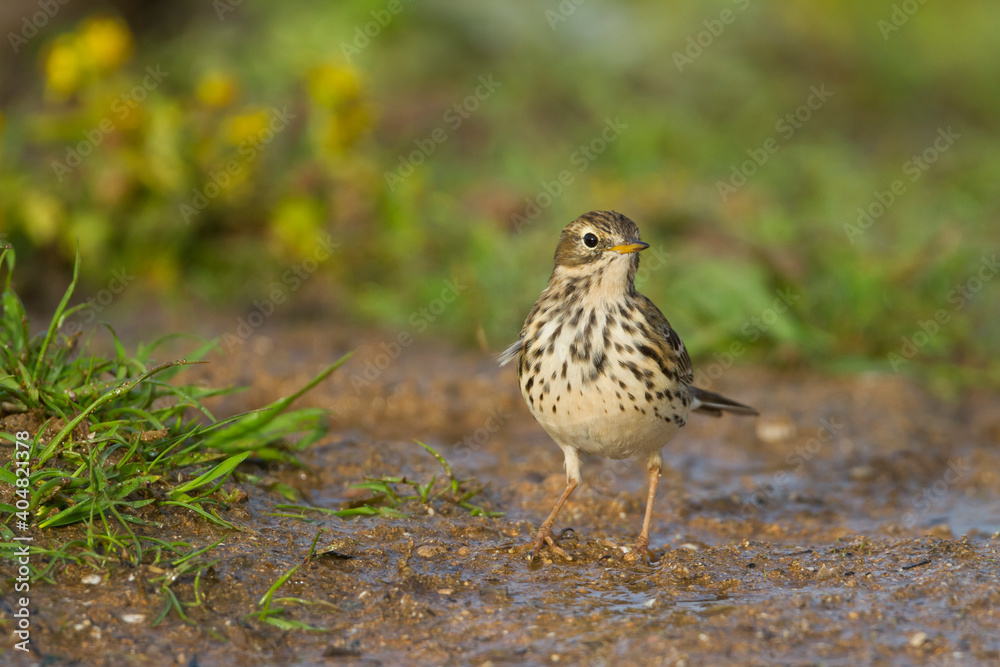 Graspieper, Meadow Pipit, Anthus pratensis Graspieper, Meadow Pipit, Anthus pratensis