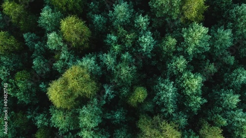 View from the height of the young green pine forest. Soaring up over the pine forest