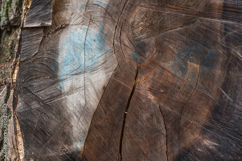 Naklejka premium A slice of a huge tree. Varied texture of wood cut