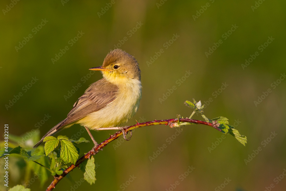 Fototapeta premium Orpheusspotvogel, Melodious Warbler, Hippolais polyglotta