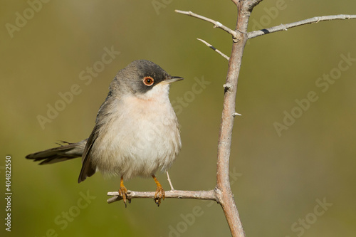 Ménétries Zwartkop, Menetries's Warbler, Curruca mystacea photo