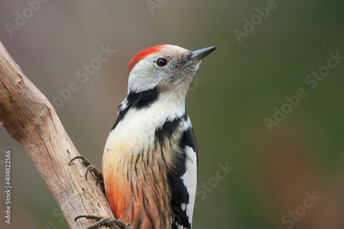 Middelste Bonte Specht, Middle Spotted Woodpecker, Leiopicus medius