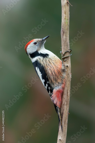 Middelste Bonte Specht, Middle Spotted Woodpecker, Leiopicus medius photo