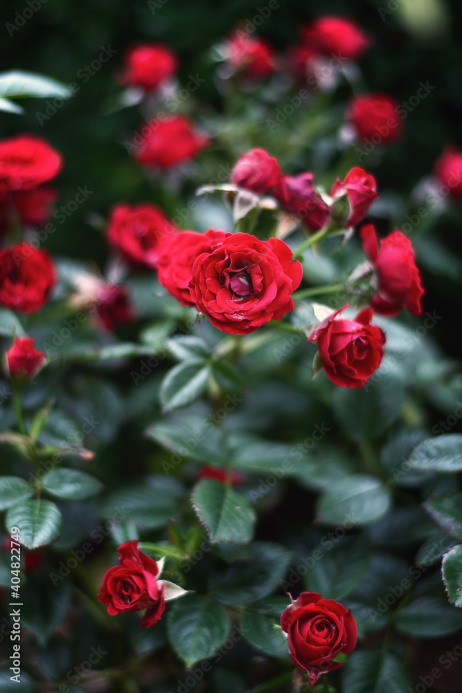 Blooming red rose bush in a garden Blooming red rose bush in a garden