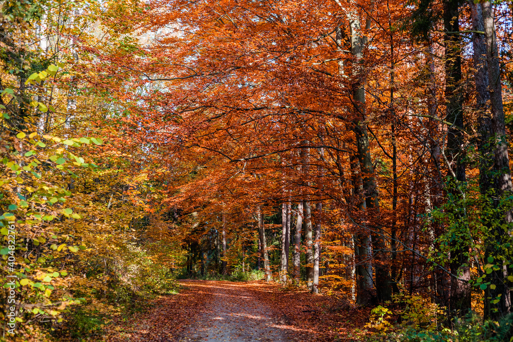 Jesienny las z leśną malowniczą drogą 