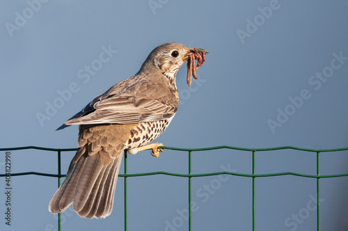 Grote Lijster, Mistle Thrush, Turdus viscivoruss viscivorus photo