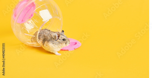 Fototapeta Naklejka Na Ścianę i Meble -  cute dzungarian hamster in a ball for rodents