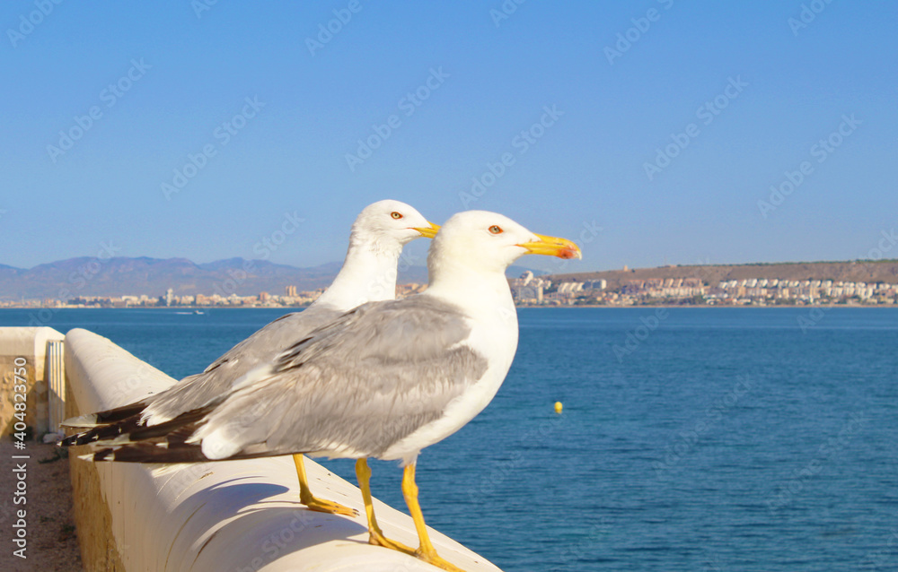 Gaviota en la muralla de Tabarca, Alicante Gaviota en la muralla de Tabarca, Alicante