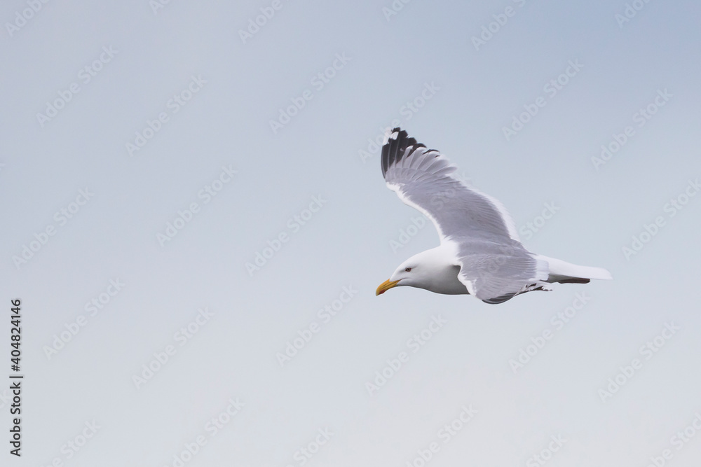 Vegameeuw, Vega Gull (Mongolian), Larus vegae mongolicus Vegameeuw, Vega Gull (Mongolian), Larus vegae mongolicus