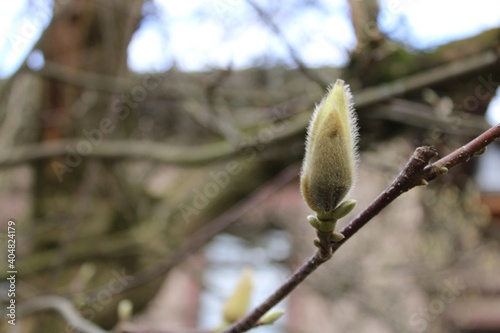 Magnolia before blossoming 