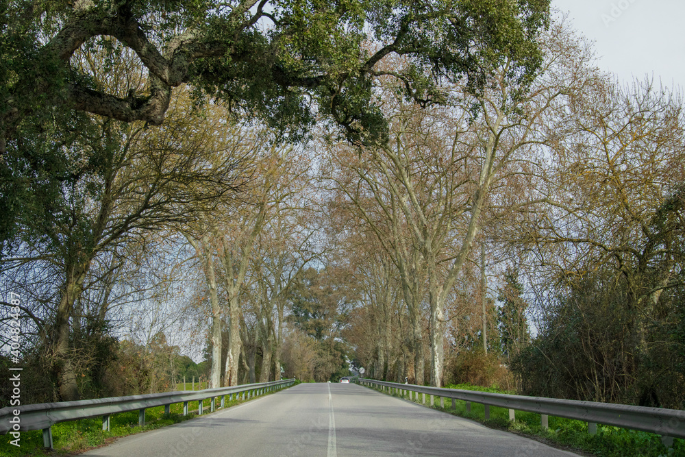 Fototapeta premium Autumn#2