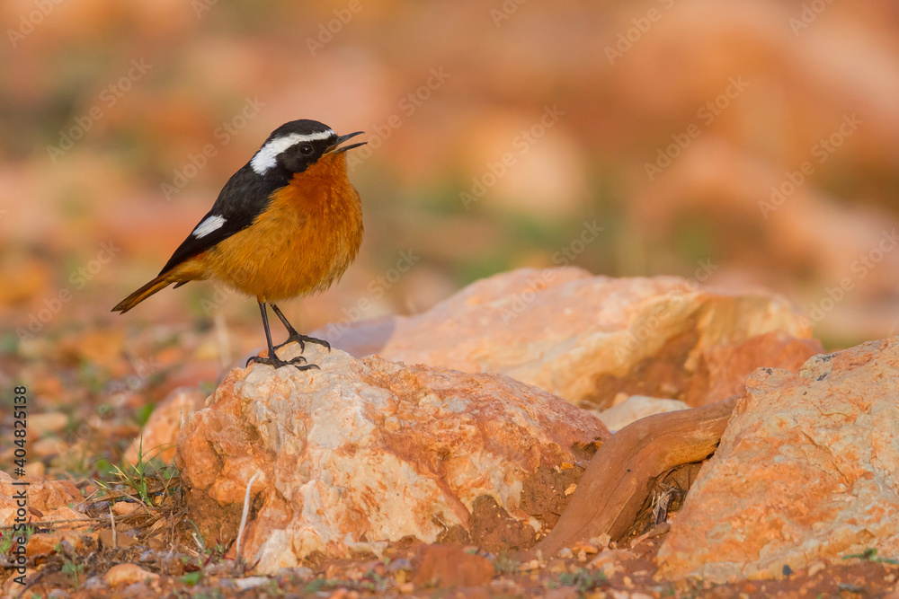 Naklejka premium Diadeemroodstaart, Moussier's Redstart, Phoenicurus moussieri