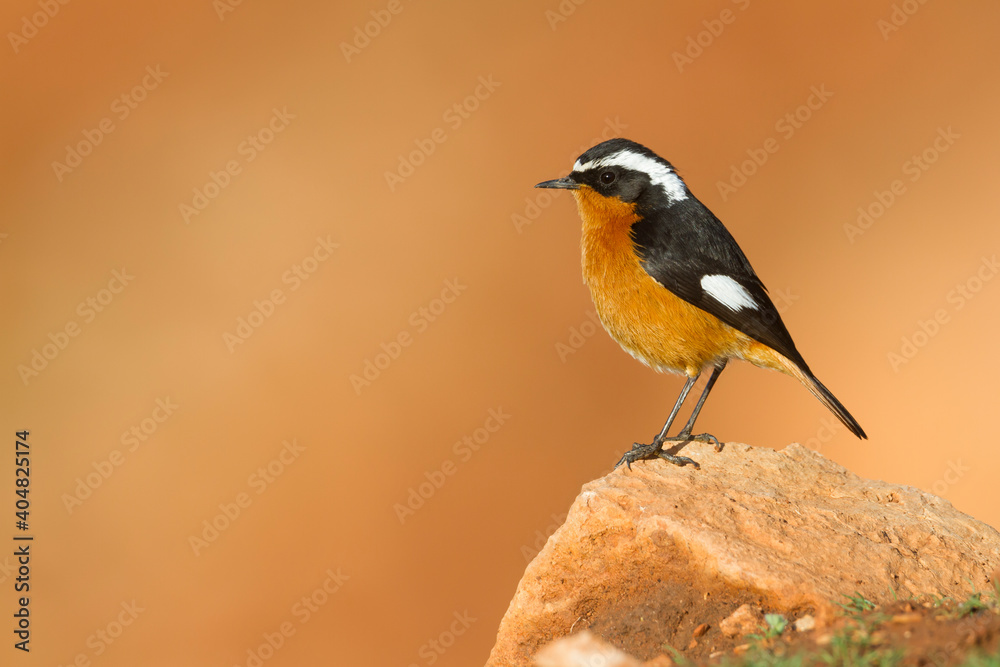 Ταπετσαρία Diadeemroodstaart, Moussier's Redstart, Phoenicurus moussieri