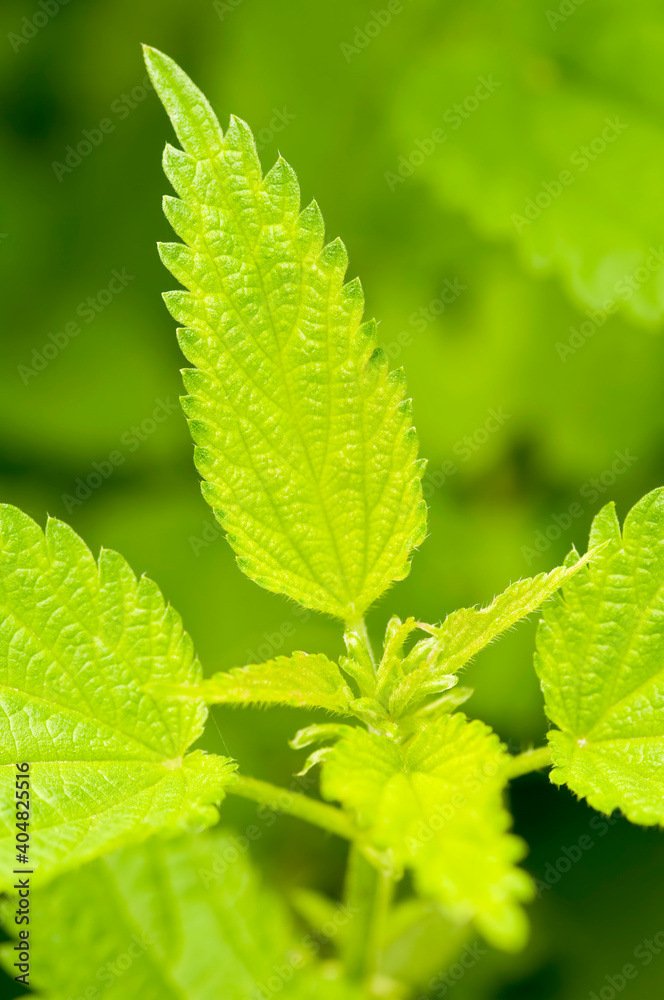 Close-up of Stinging Nettle - Urtica dioica - plants in bloom. Detail of green nettle leaves background growing in the garden. Organic farming, healthy food, BIO viands, back to nature concept. Close-up of Stinging Nettle - Urtica dioica - plants in bloom. Detail of green nettle leaves background growing in the garden. Organic farming, healthy food, BIO viands, back to nature concept.
