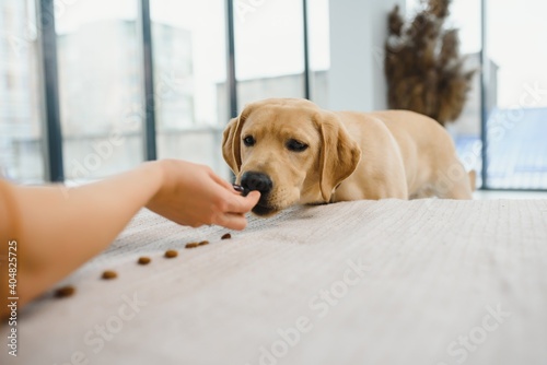 The beige dog on a white sofa is eating grilled meat from a square plate that is on a wooden bed tray. A glass of cold juice is next to him.