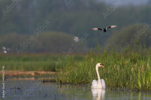 Knobbelzwaan, Mute Swan, Cygnus olor photo