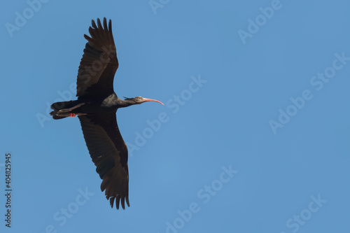 Northern Bald Ibis, Heremietibis, Geronticus eremita