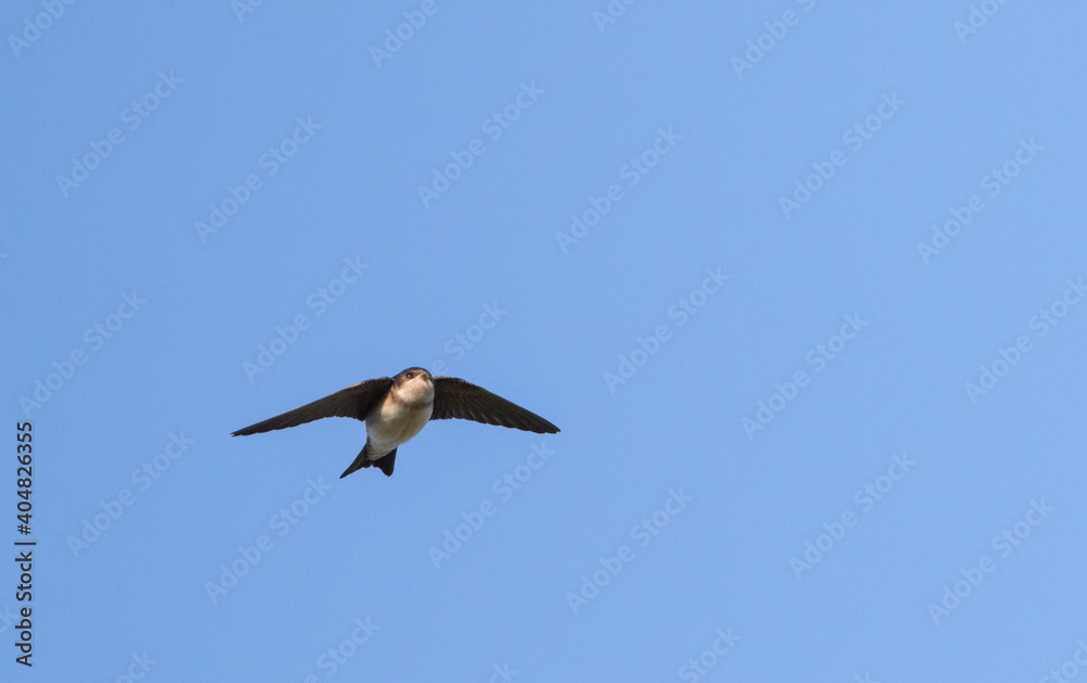 Fototapeta premium Huiszwaluw, Common House Martin, Delichon urbicum