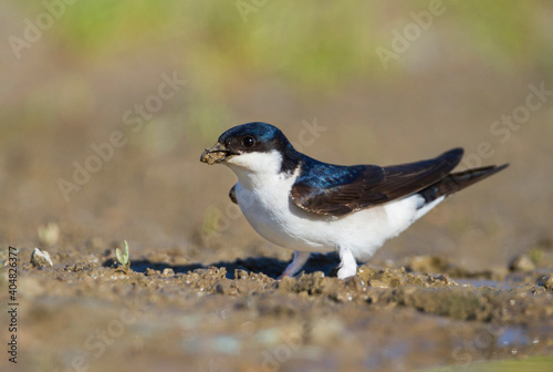 Tableau sur toile Huiszwaluw, Common House Martin, Delichon urbicum