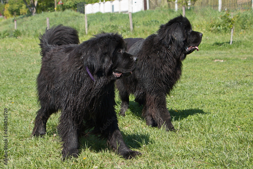 Newfoundland dog in Austria, Europe
