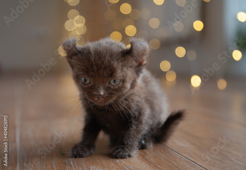 Fotografia little kitten american curl chocolate color