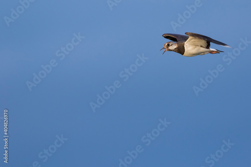 Kievit, Northern Lapwing, Vanellus vanellus © AGAMI