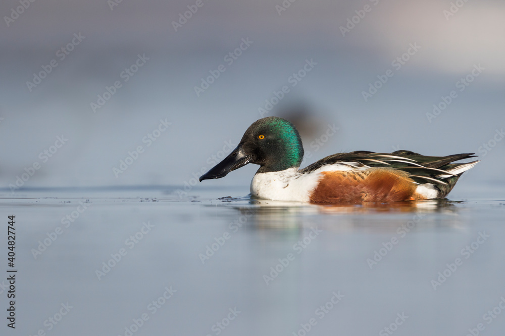 Slobeend, Northern Shoveler, Anas clypeata Slobeend, Northern Shoveler, Anas clypeata