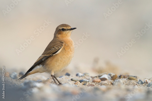 Tapuit, Northern Wheatear, Oenanthe oenanthe