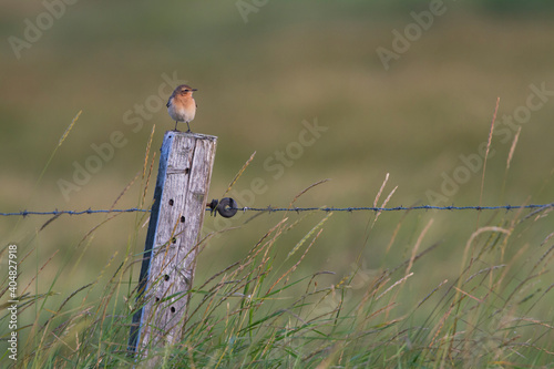 Tapuit, Northern Wheatear, Oenanthe oenanthe photo