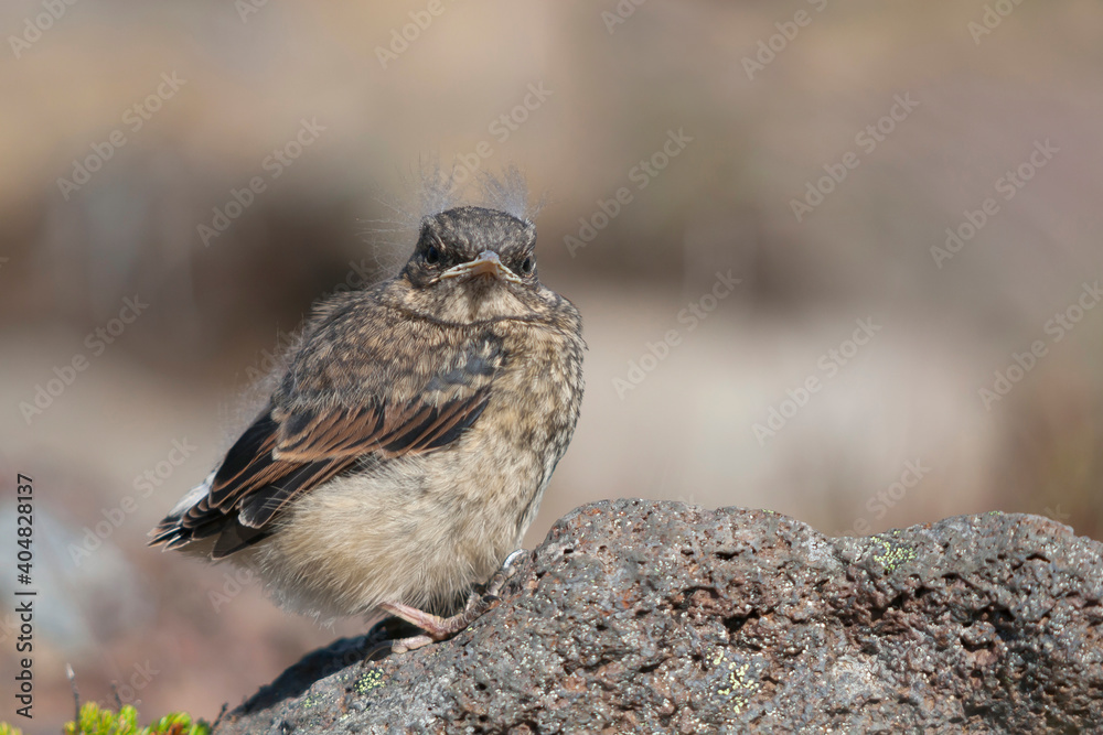 Fototapeta premium Northern Wheatear, Tapuit, Oenanthe oenanthe ssp. leucorhoa