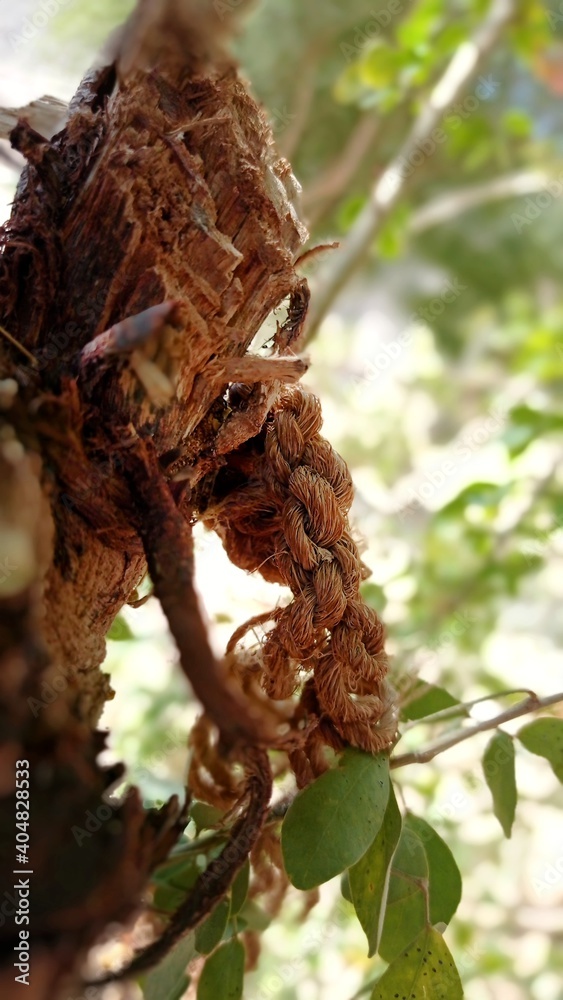 An old rope tied to a tree that was taken in Yemen, Hadramawt