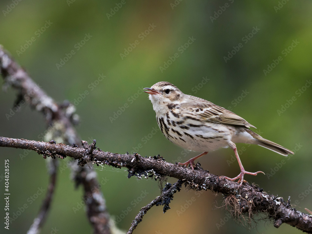 Siberische Boompieper, Olive-backed Pipit, Anthus hodgsoni yunnanensis Siberische Boompieper, Olive-backed Pipit, Anthus hodgsoni yunnanensis